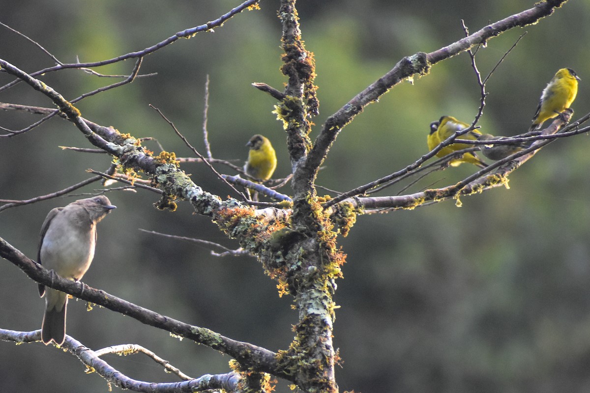 drozd černozobý - ML647233522