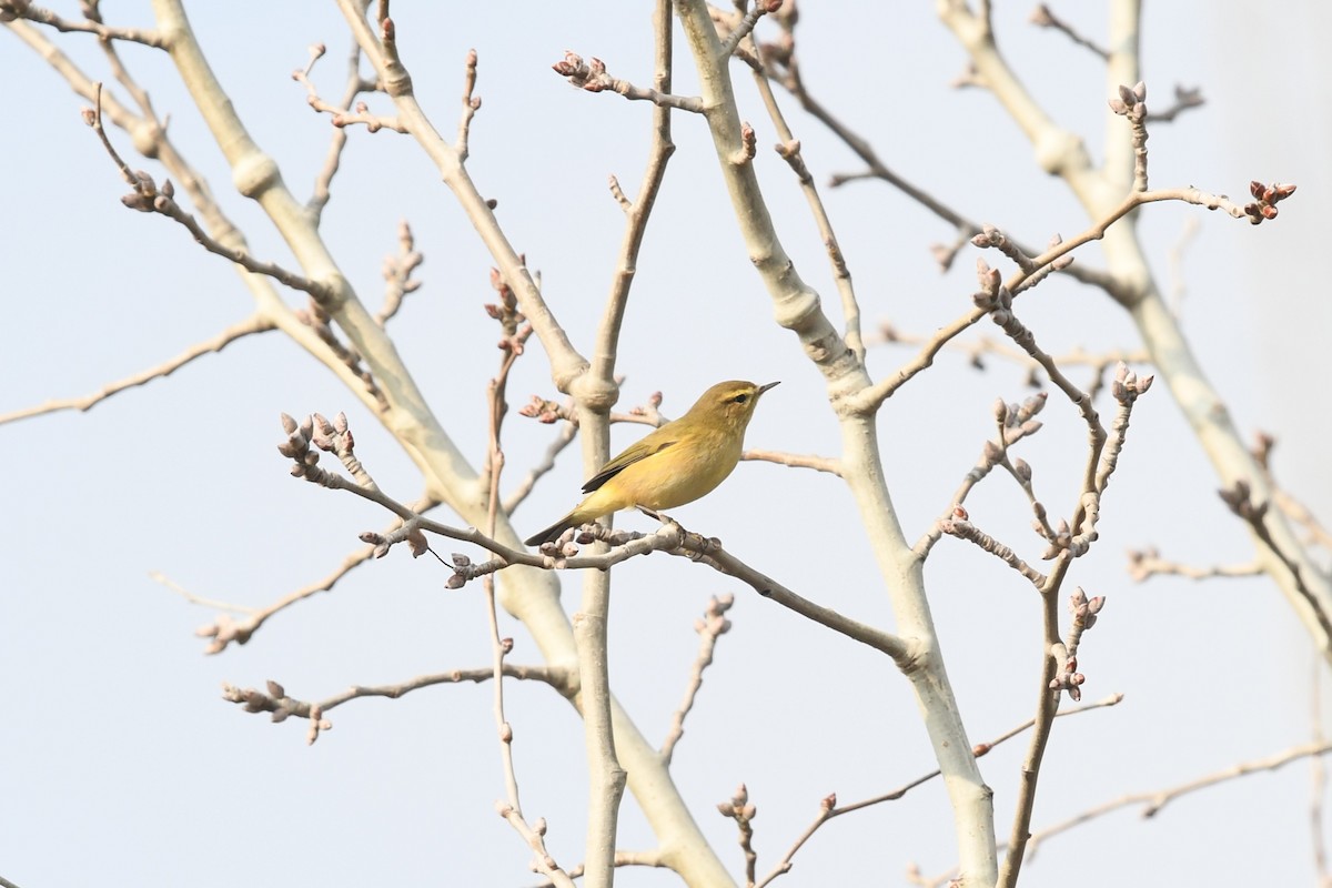 Common Chiffchaff - ML647233532