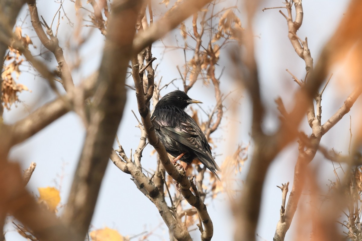 Étourneau unicolore - ML647233534