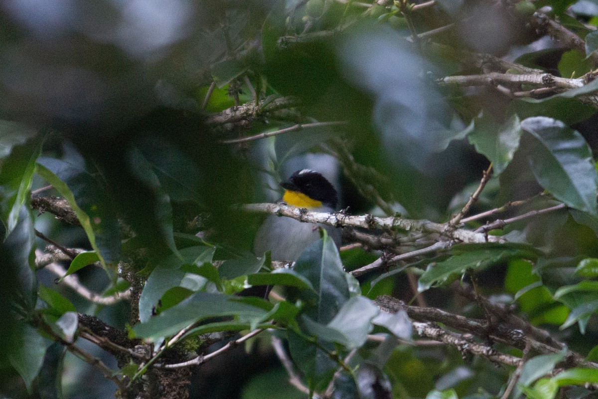 White-naped Brushfinch - ML647233536