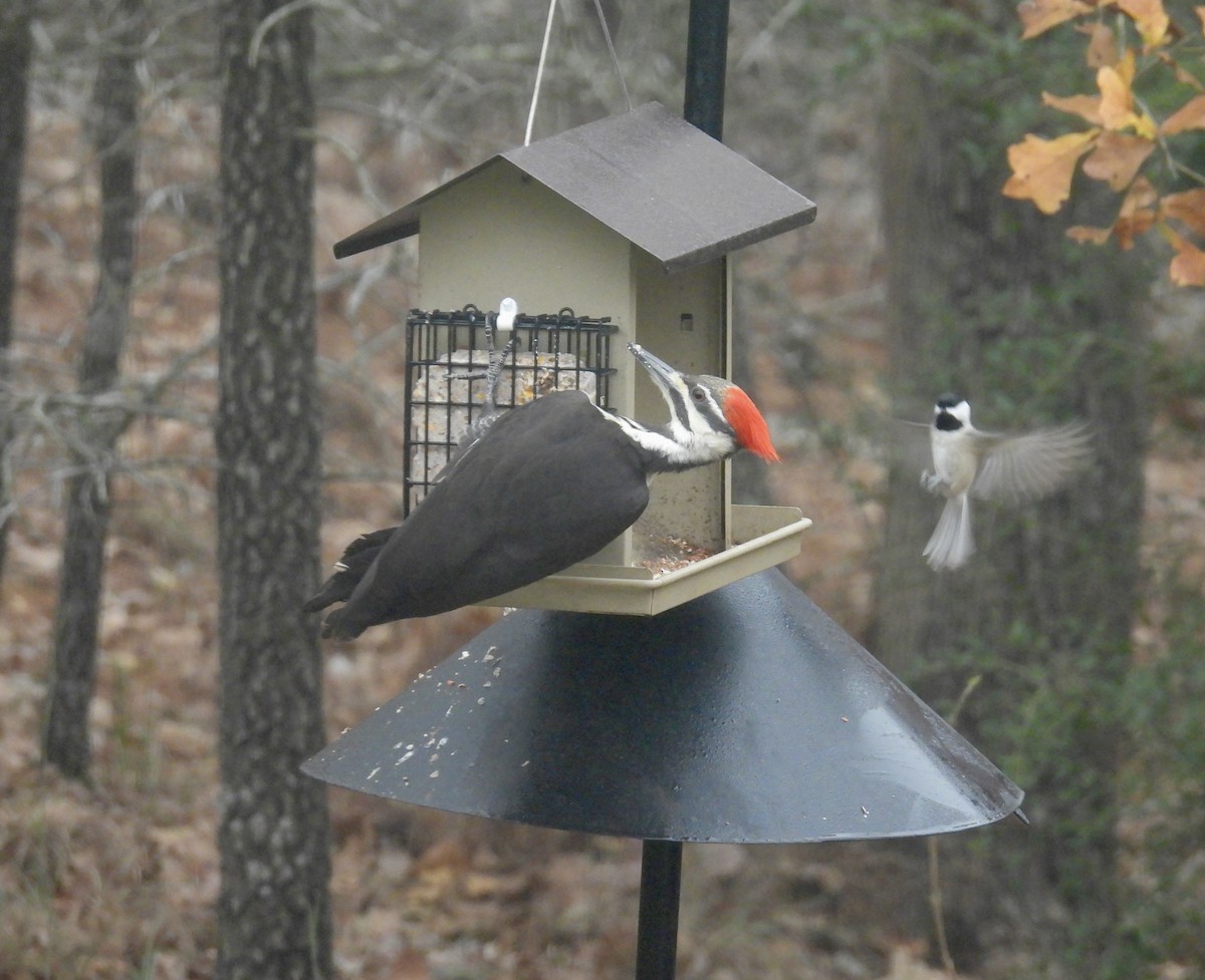 Pileated Woodpecker - ML647233539