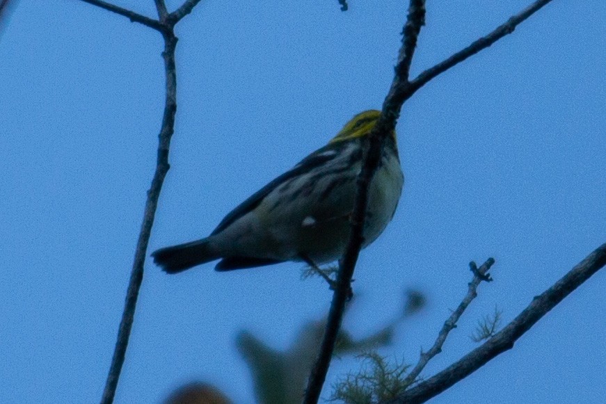 Black-throated Green Warbler - ML647233541