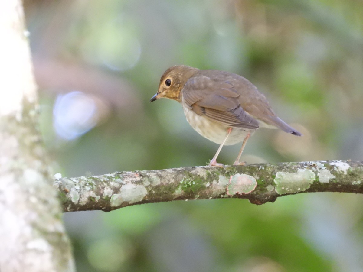 Swainson's Thrush - ML647233542