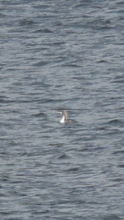 Pacific Loon - ML647233546