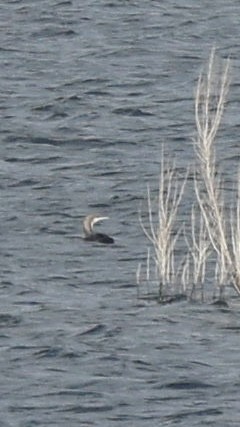 Pacific Loon - ML647233547