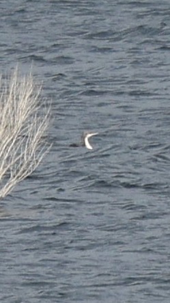 Pacific Loon - ML647233548