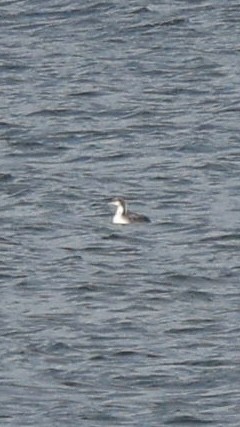 Pacific Loon - ML647233549