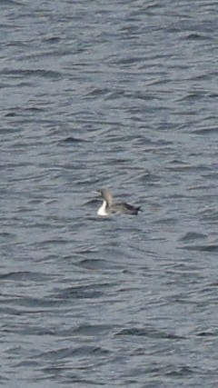 Pacific Loon - ML647233550