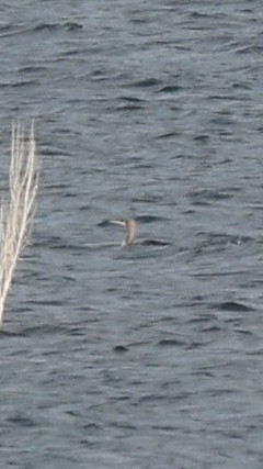 Pacific Loon - ML647233551