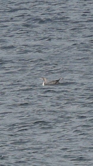 Pacific Loon - ML647233552