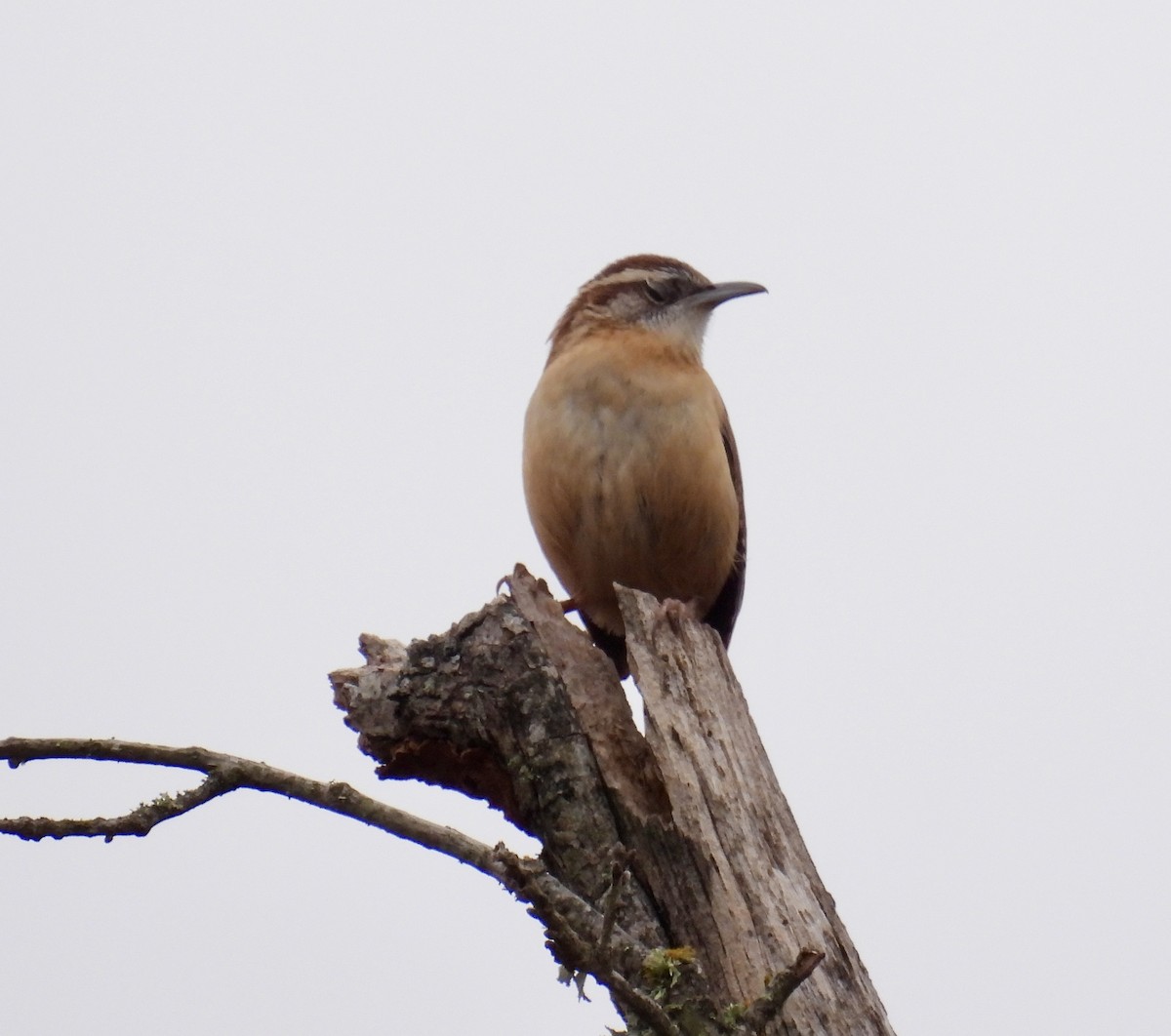 Carolina Wren - ML647233554