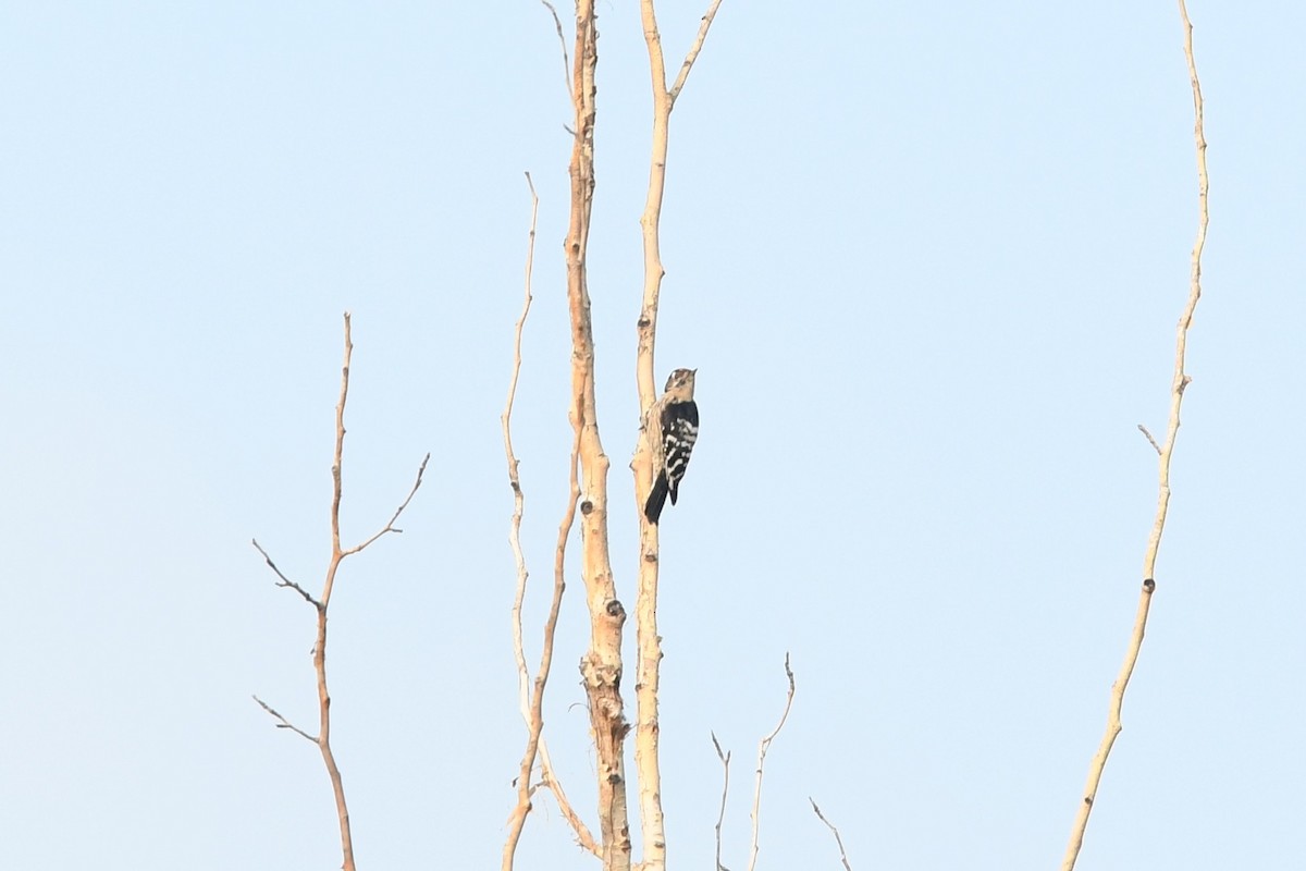 Lesser Spotted Woodpecker - ML647233556