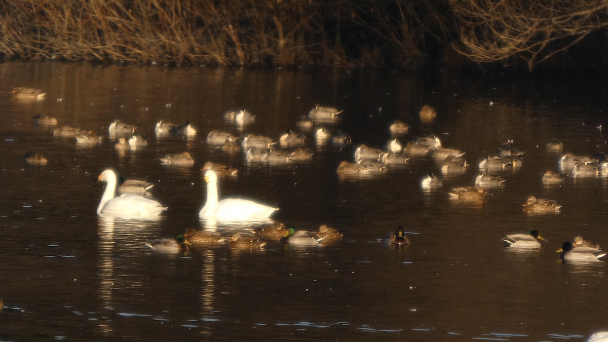 Шилохвіст північний - ML647233558