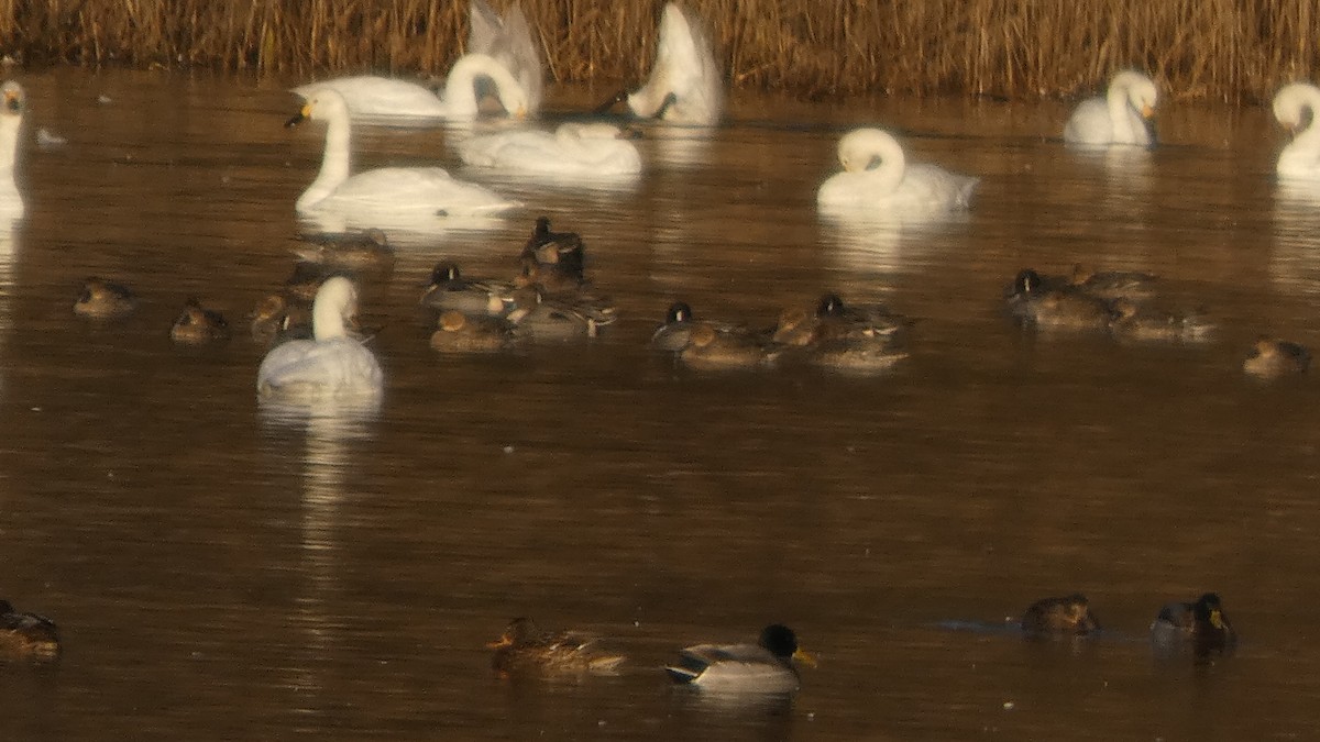 Шилохвіст північний - ML647233559