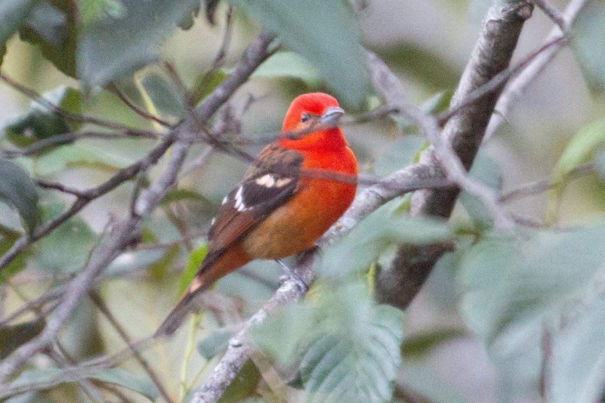 Flame-colored Tanager - ML647233560