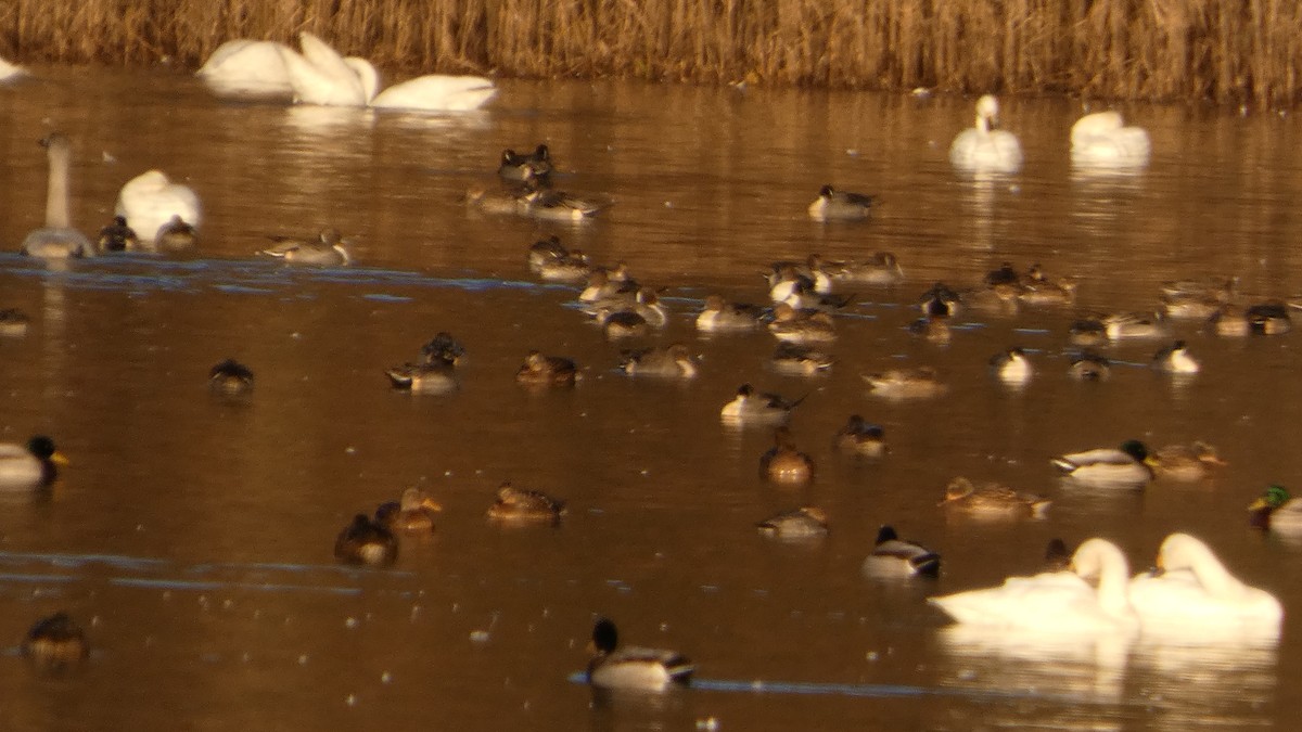 Шилохвіст північний - ML647233561