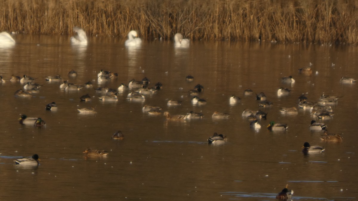 Шилохвіст північний - ML647233562