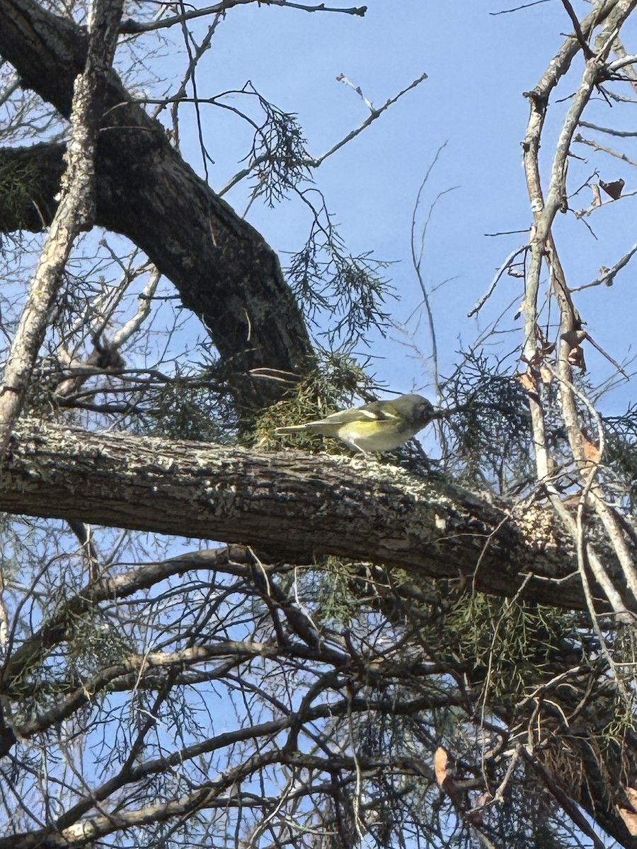 フタスジモズモドキ - ML647233568