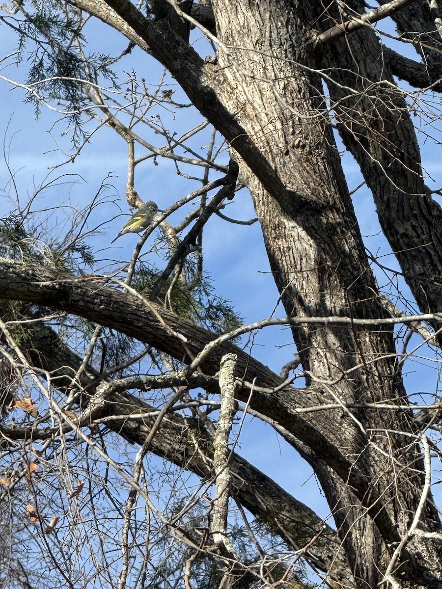 フタスジモズモドキ - ML647233569