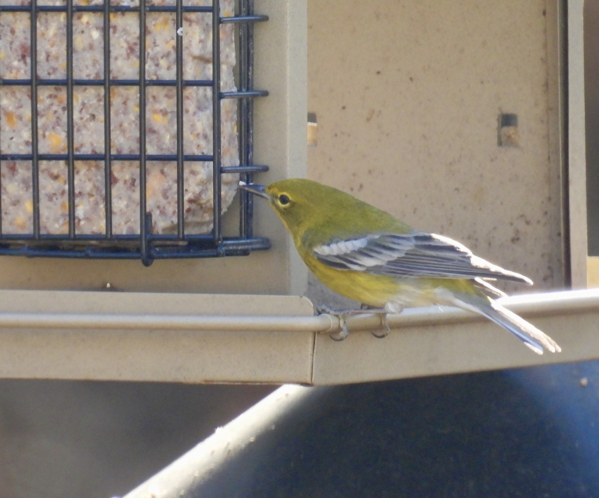 Pine Warbler - ML647233572