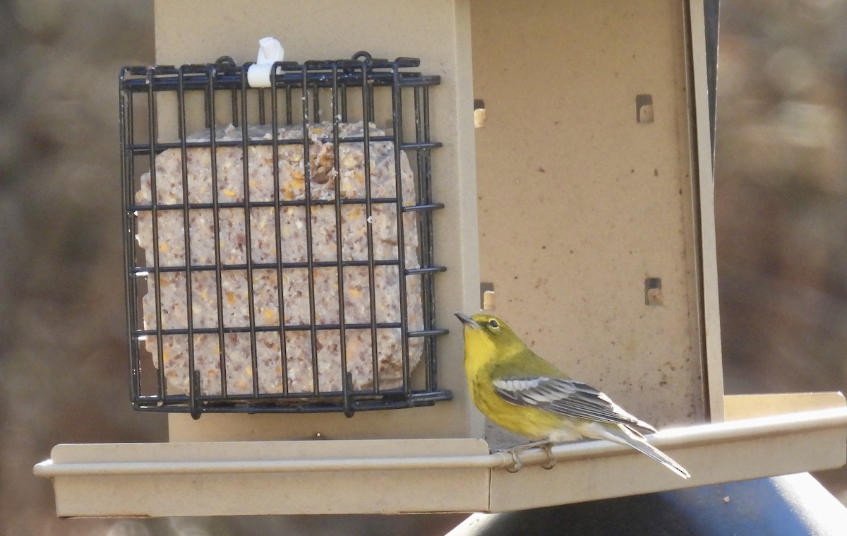 Pine Warbler - ML647233573