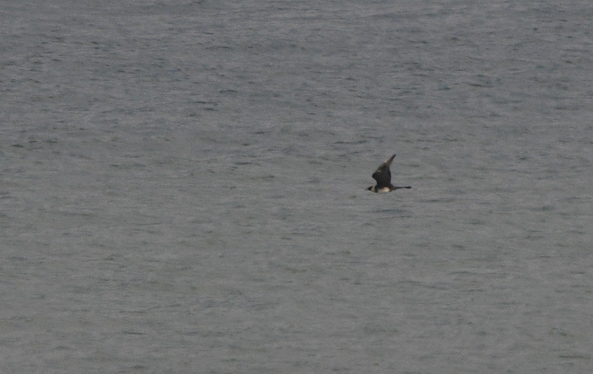 חמסן רחב-אברה - ML647233575