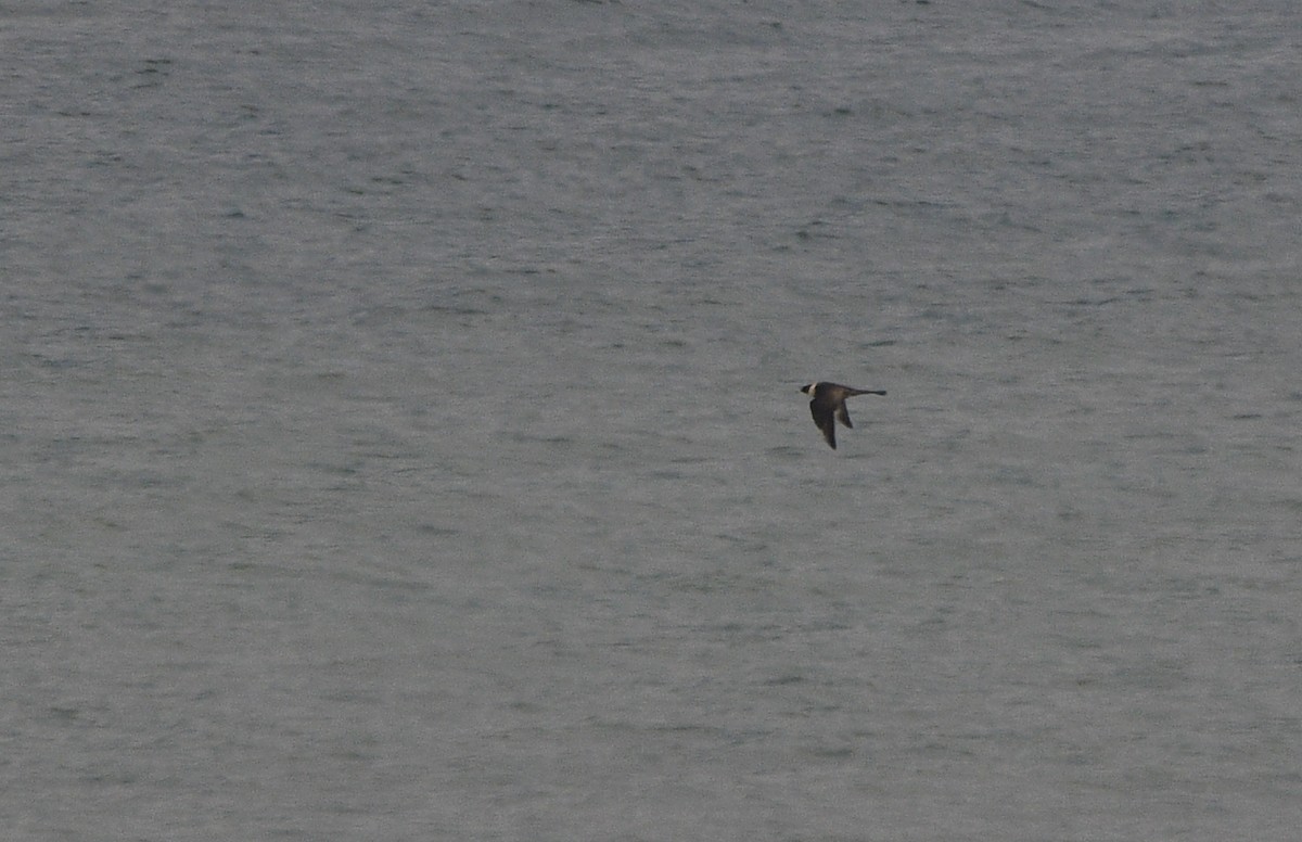 חמסן רחב-אברה - ML647233576