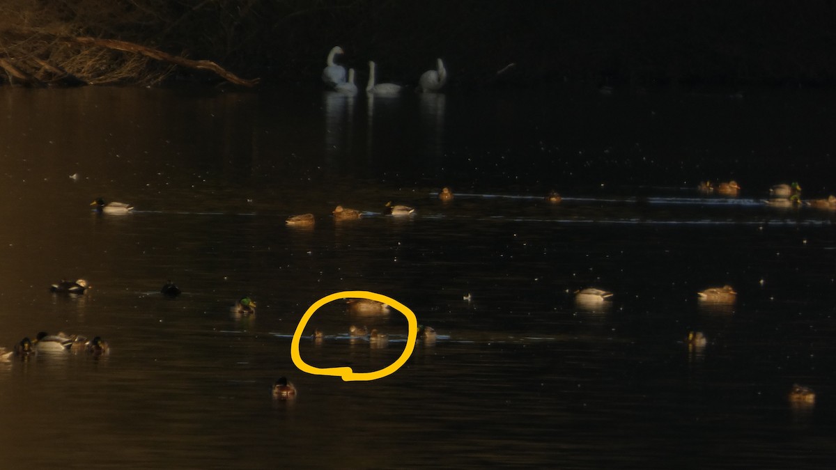 Чирянка мала - ML647233584