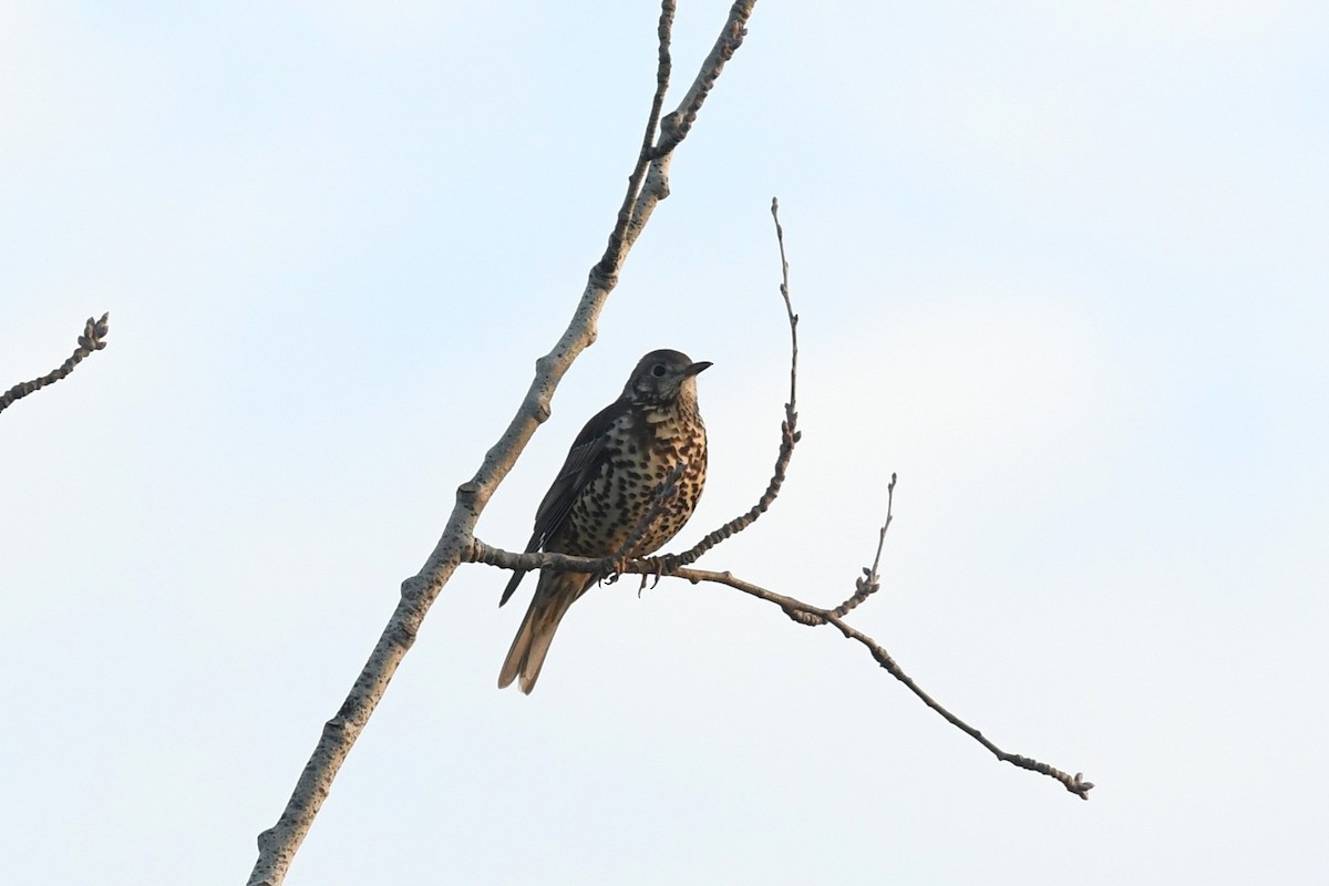 Mistle Thrush - ML647233596