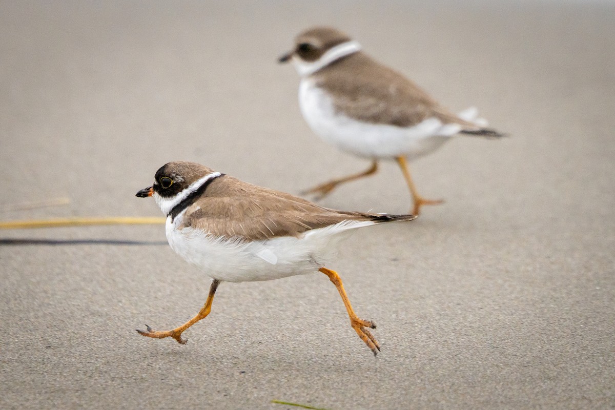 Semipalmated Plover - ML647233604