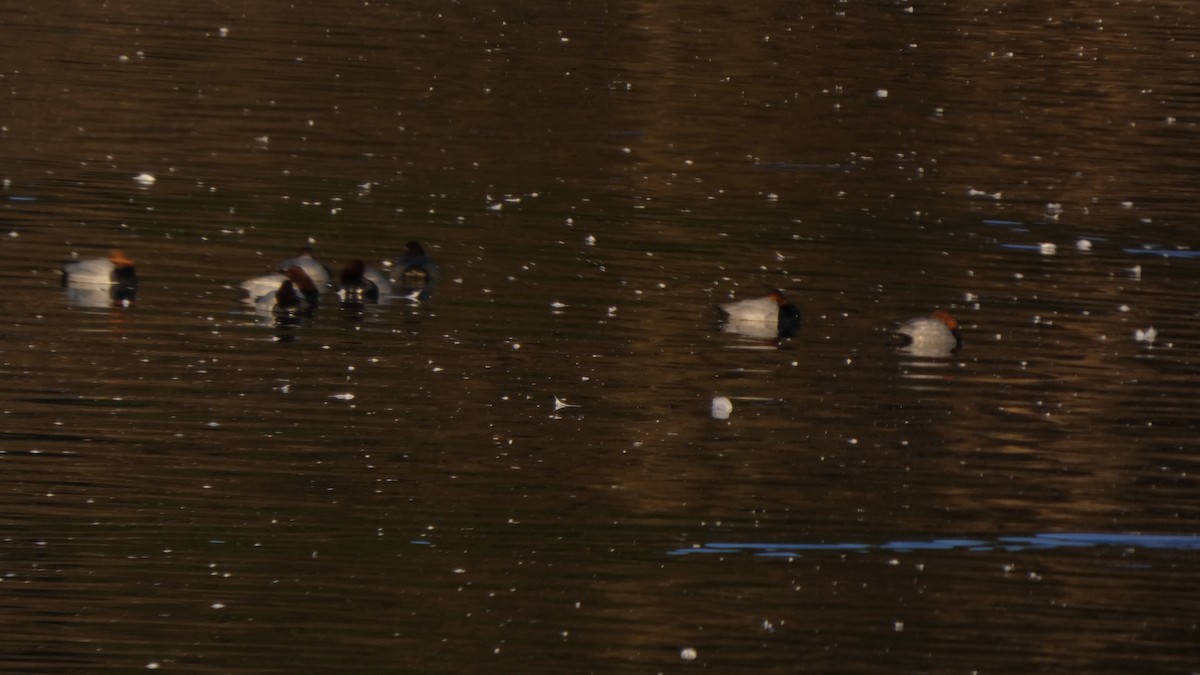 Попелюх звичайний - ML647233605