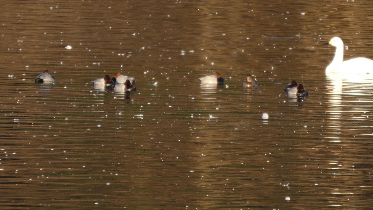 Попелюх звичайний - ML647233607