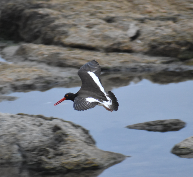 American Oystercatcher - ML647233620
