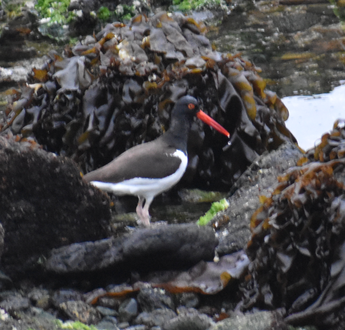 American Oystercatcher - ML647233621