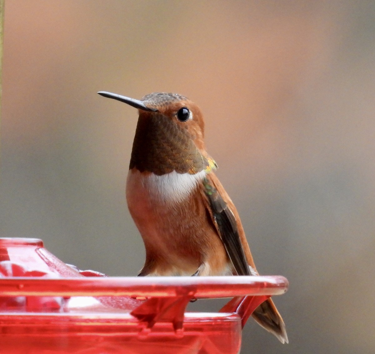 Rufous Hummingbird - ML647233630