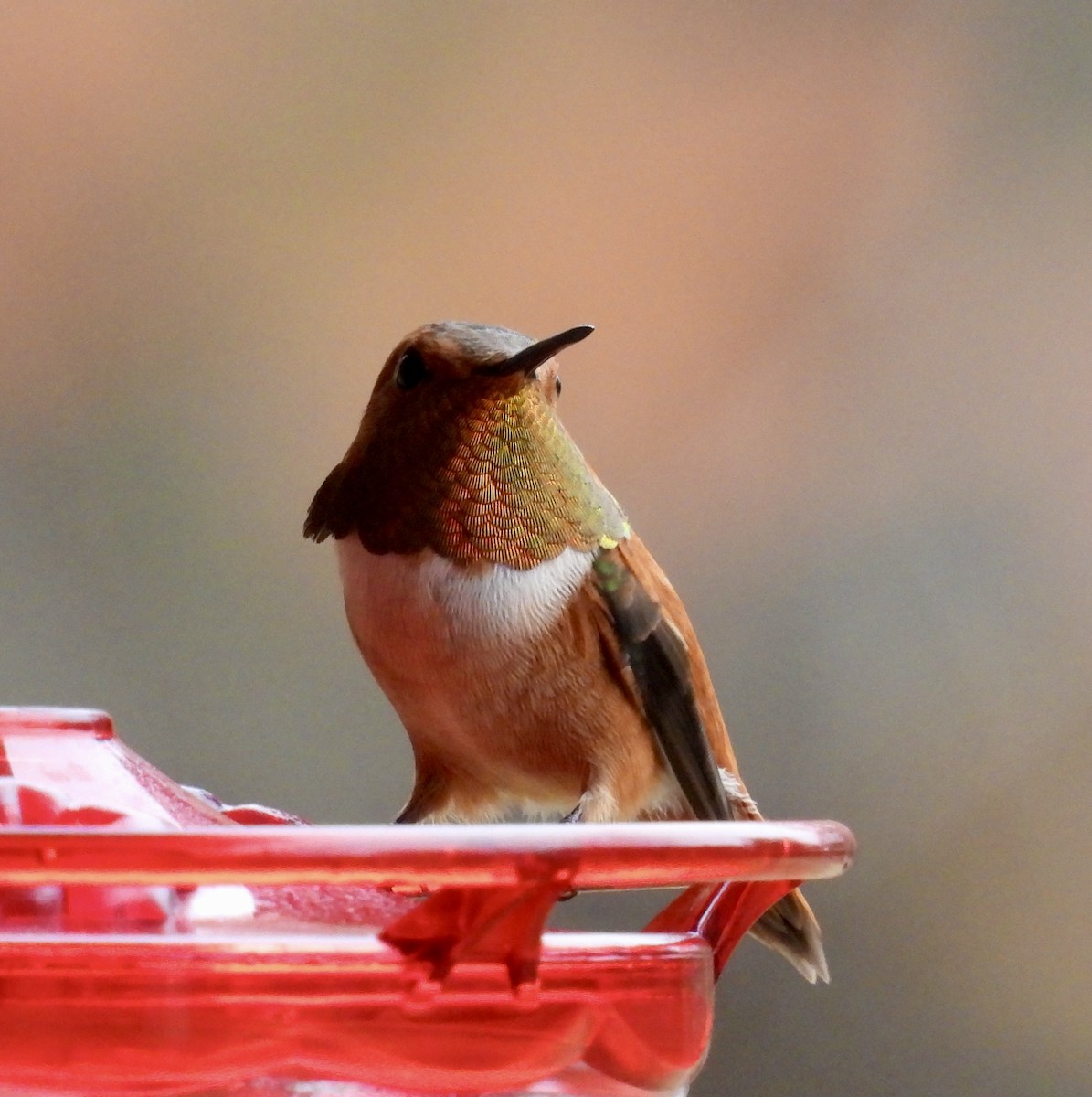 Rufous Hummingbird - ML647233631