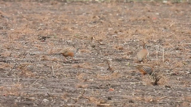 Kızıl Keklik - ML647233634