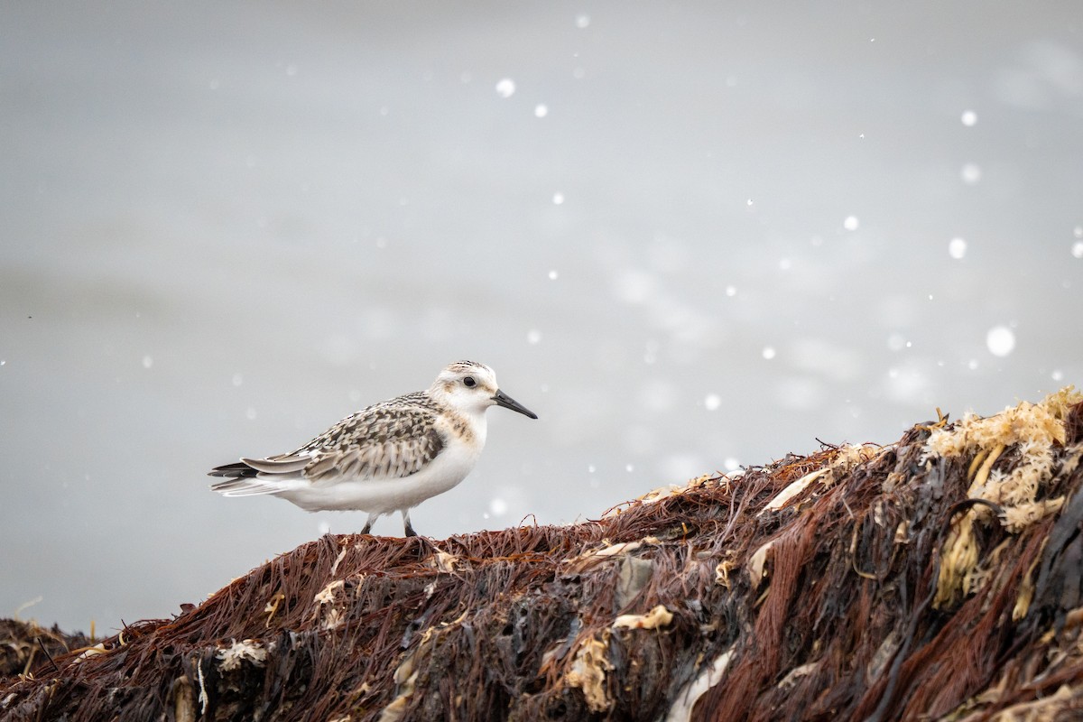 Песчанка - ML647233638