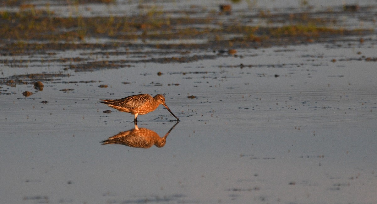 לימוזה חומת-בטן - ML647233640