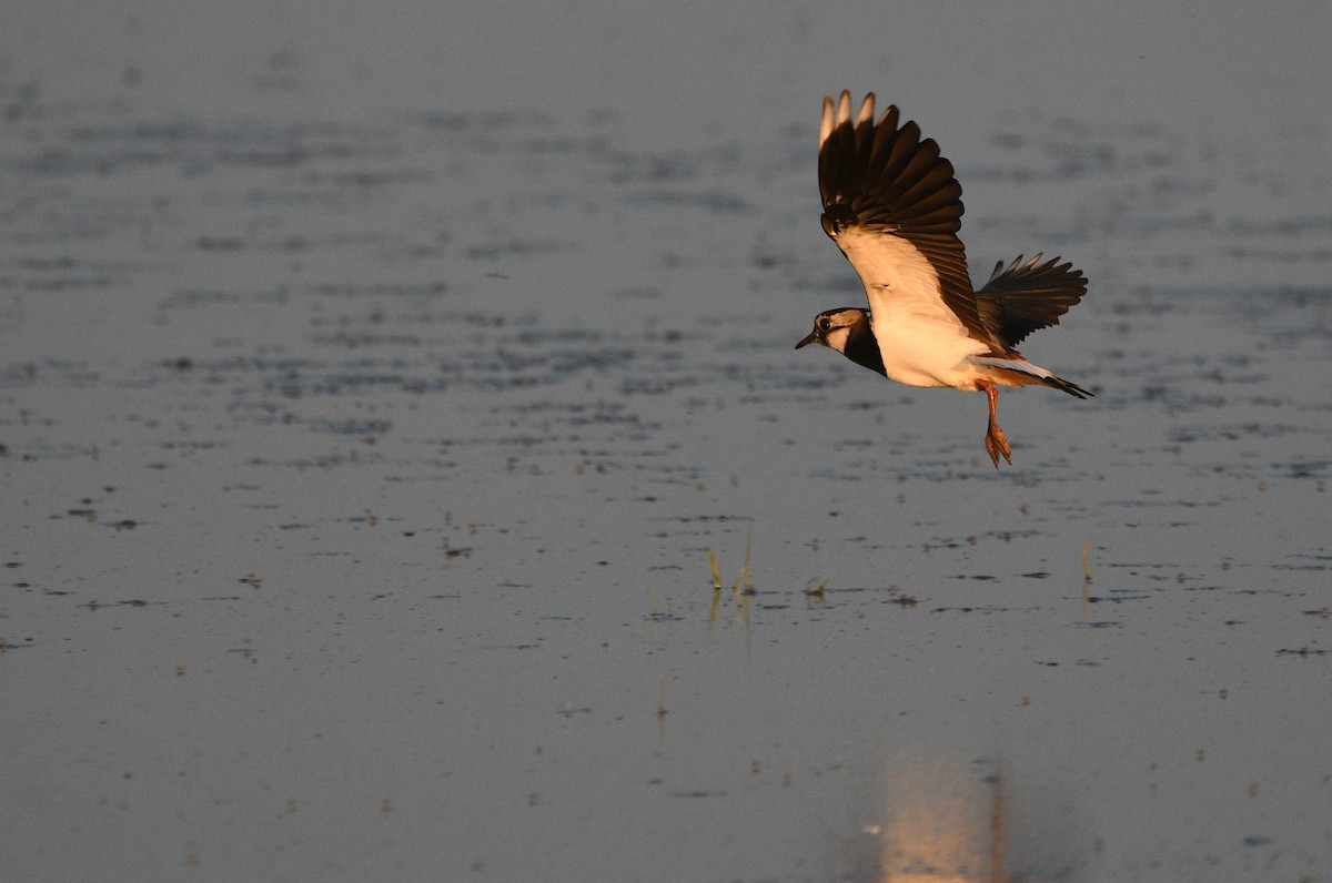 קיווית מצויצת - ML647233652