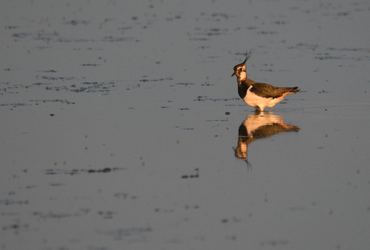 קיווית מצויצת - ML647233653