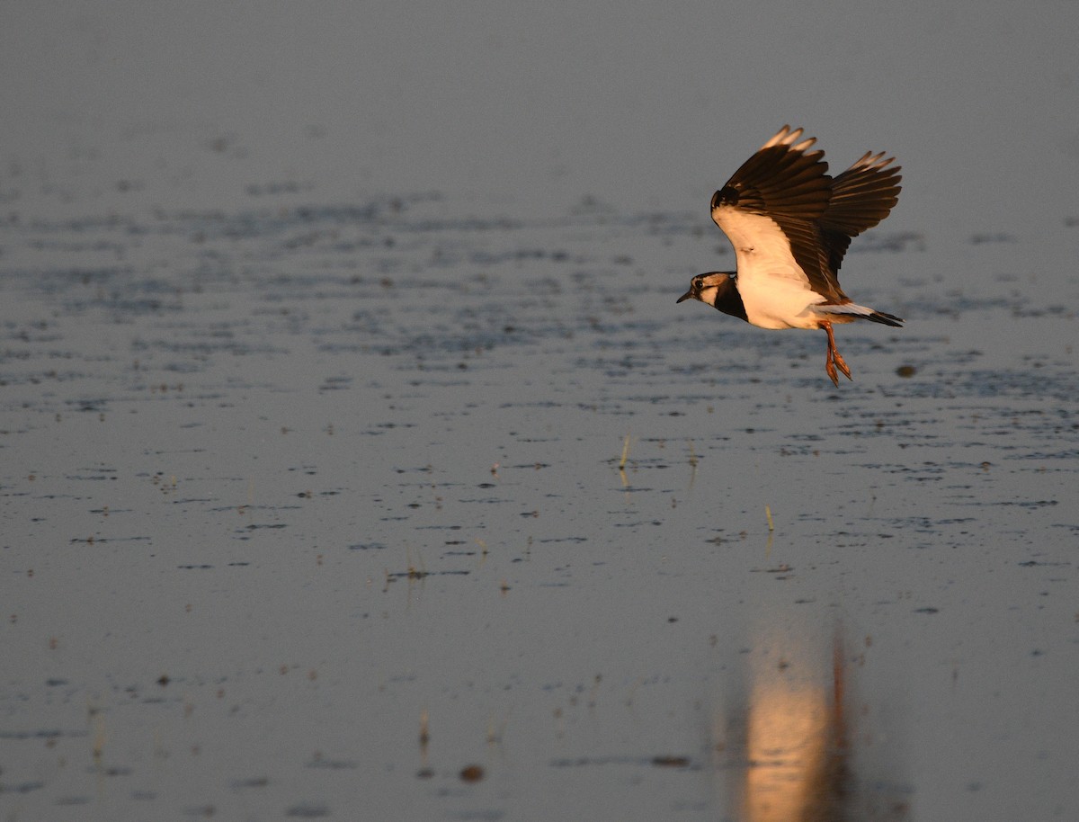 קיווית מצויצת - ML647233654