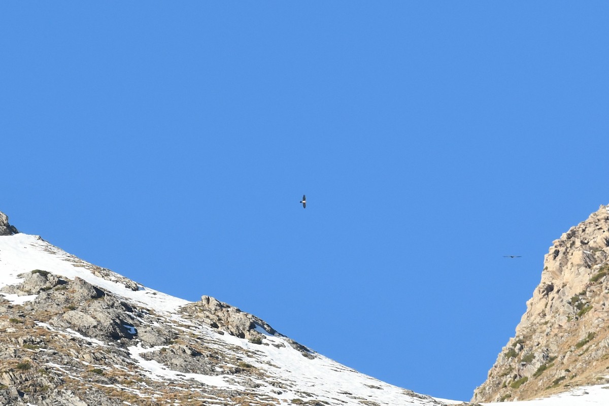 orlosup bradatý - ML647233657