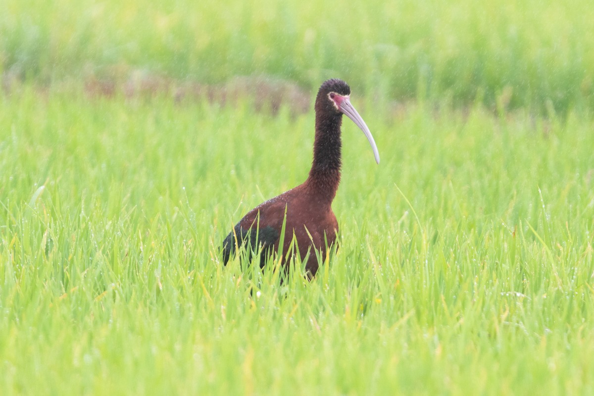 Beltzaran musuzuria - ML647233664