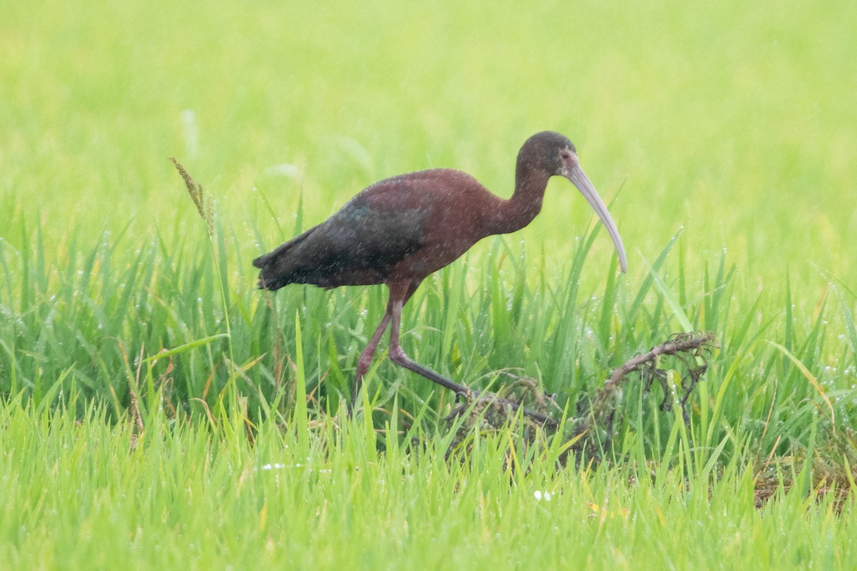 Beltzaran musuzuria - ML647233665