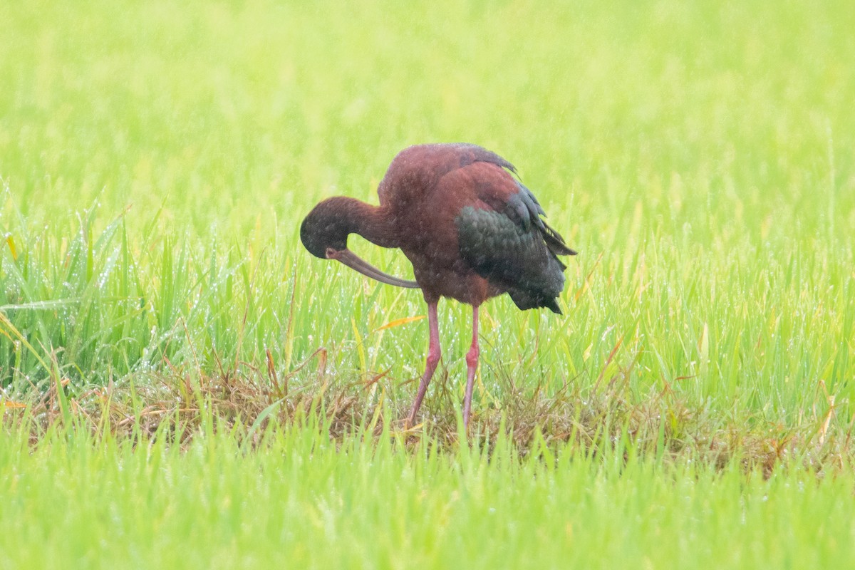 Beltzaran musuzuria - ML647233666