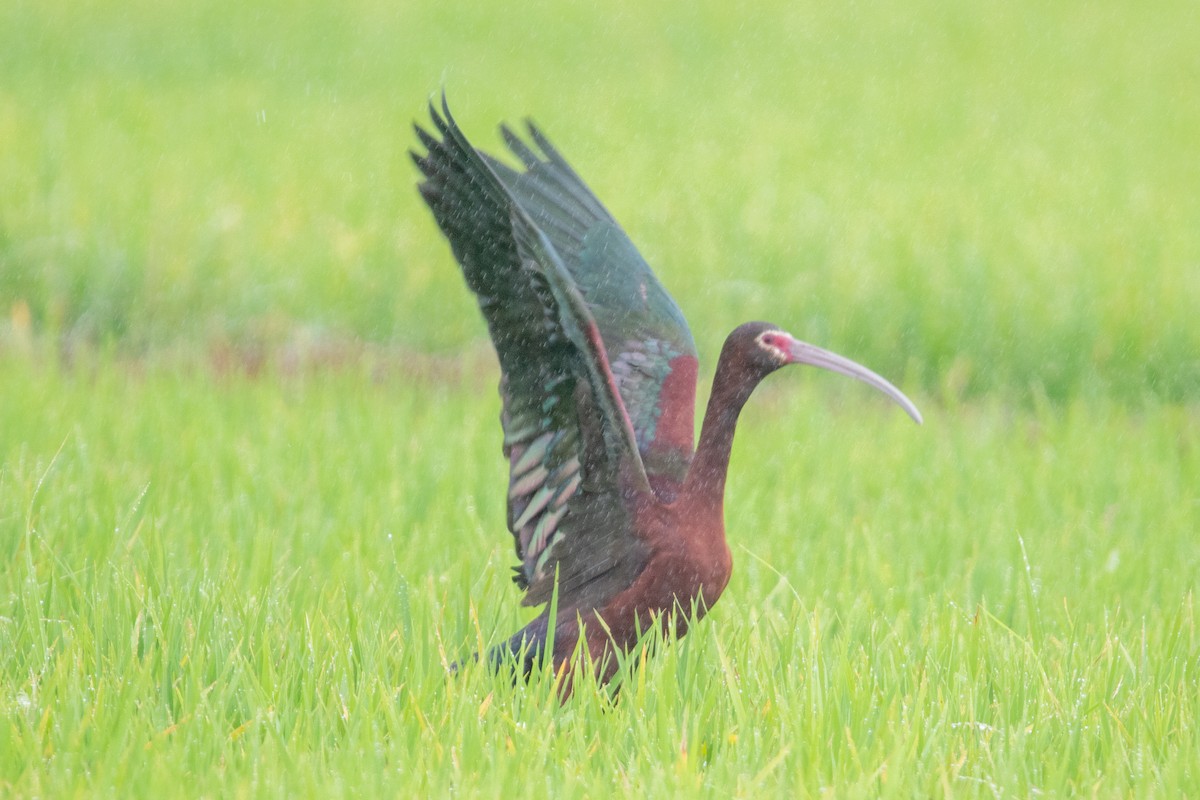 Beltzaran musuzuria - ML647233667