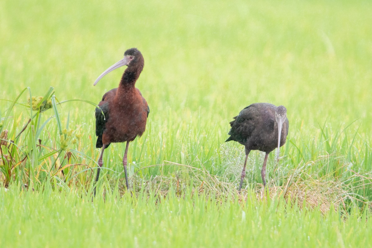 Beltzaran musuzuria - ML647233668