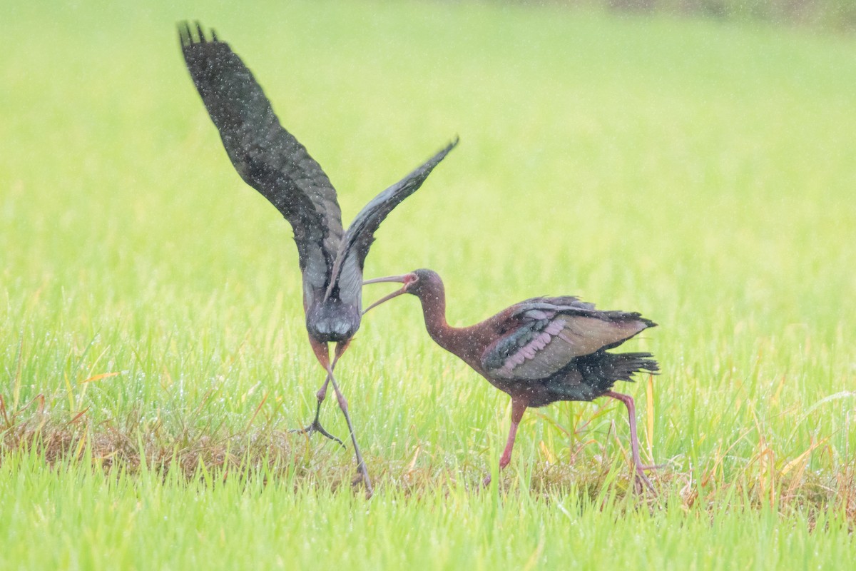 Beltzaran musuzuria - ML647233669