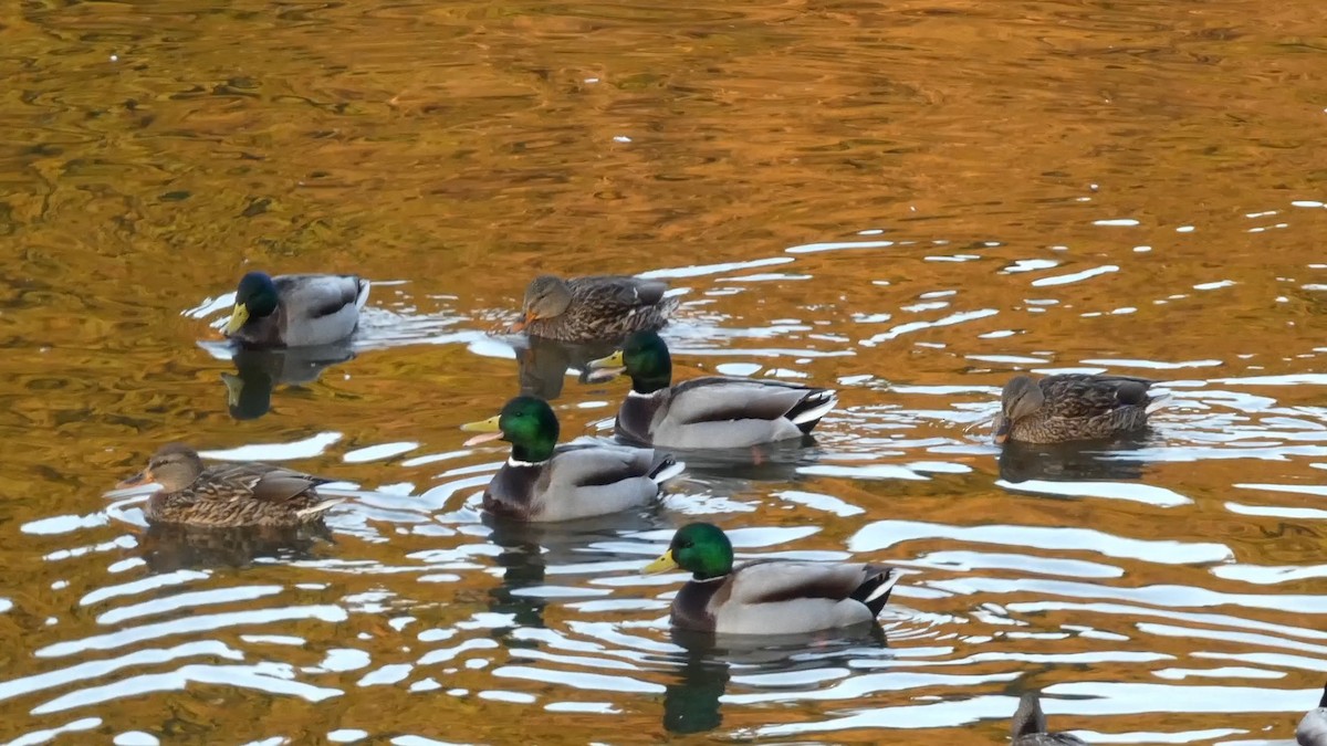 Крижень звичайний - ML647233683